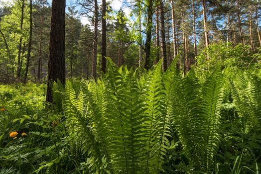 Green ferns plant in the forest in sunny summer evening