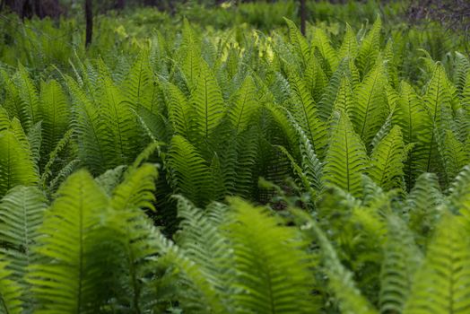 Green ferns plant in the forest in sunny summer evening