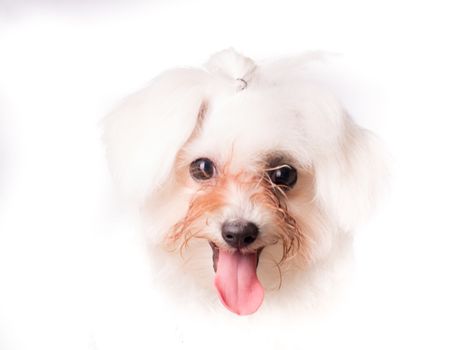 Portrait of maltese dog looking at camera isolated on white bakcground