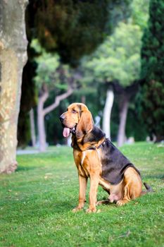 A lovely young bloodhound sits on a green lawn on a sunny summer day.