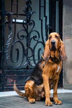 Handsome young male bloodhound sits on the street near the main entrance with a forged lattice.