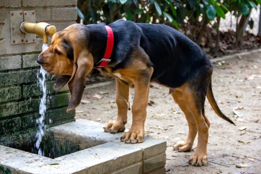 Lovely Bloodhound 5 months old, drinking water from the water column in the street on a hot sunny day.