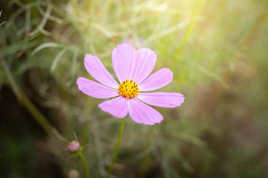 The background image of the colorful flowers, background nature