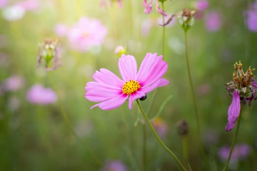 The background image of the colorful flowers, background nature