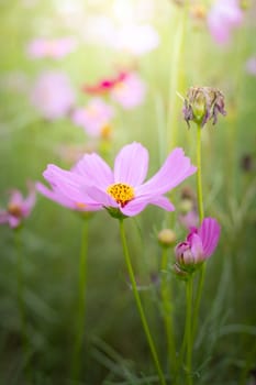 The background image of the colorful flowers, background nature