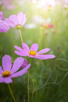 The background image of the colorful flowers, background nature