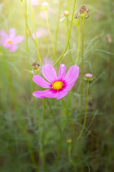 The background image of the colorful flowers, background nature