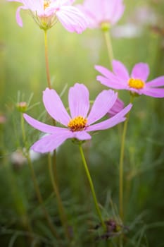 The background image of the colorful flowers, background nature