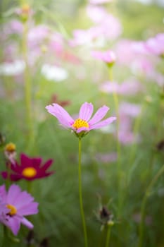 The background image of the colorful flowers, background nature