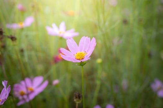 The background image of the colorful flowers, background nature