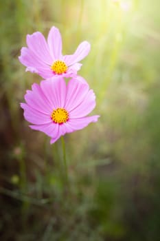 The background image of the colorful flowers, background nature