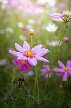 The background image of the colorful flowers, background nature