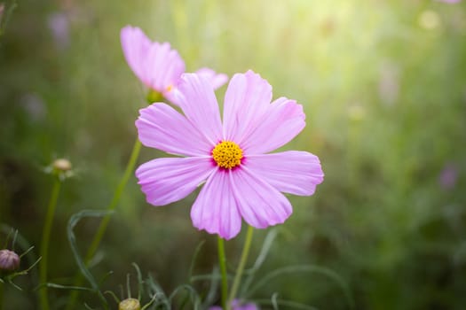 The background image of the colorful flowers, background nature