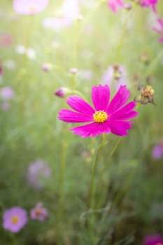 The background image of the colorful flowers, background nature