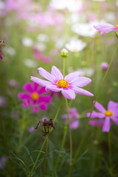 The background image of the colorful flowers, background nature