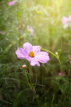 The background image of the colorful flowers, background nature