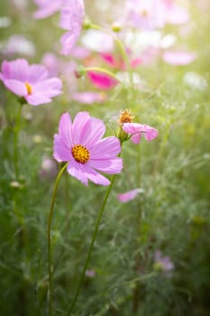 The background image of the colorful flowers, background nature