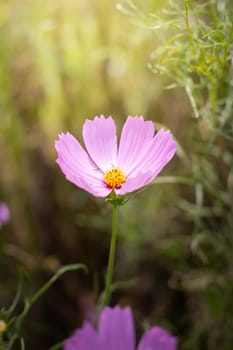 The background image of the colorful flowers, background nature