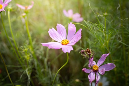 The background image of the colorful flowers, background nature