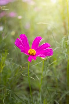 The background image of the colorful flowers, background nature