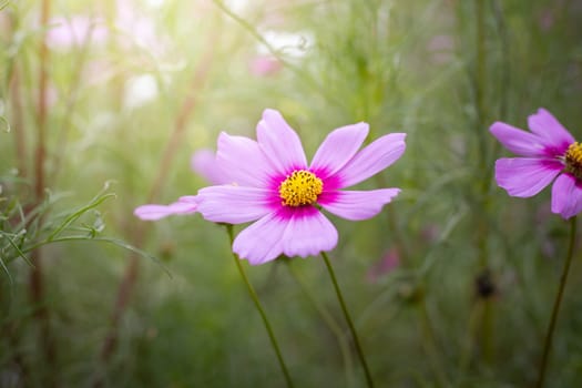 The background image of the colorful flowers, background nature