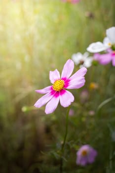 The background image of the colorful flowers, background nature