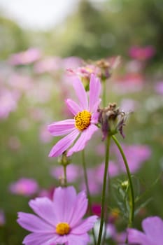 The background image of the colorful flowers, background nature