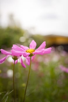The background image of the colorful flowers, background nature