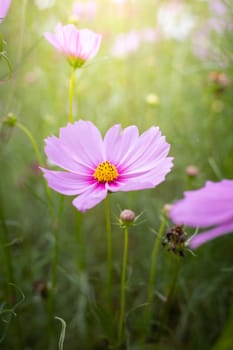 The background image of the colorful flowers, background nature