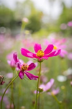 The background image of the colorful flowers, background nature