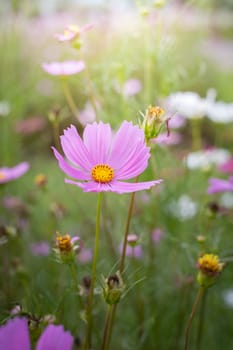 The background image of the colorful flowers, background nature