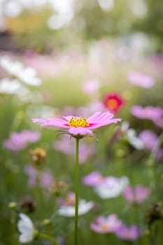 The background image of the colorful flowers, background nature