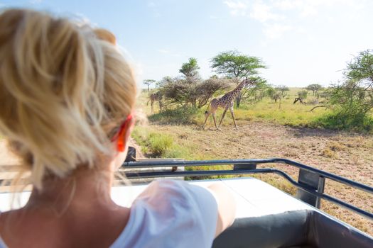 Woman on african wildlife safari observing giraffe grazing in the savannah from open roof safari vehicle.