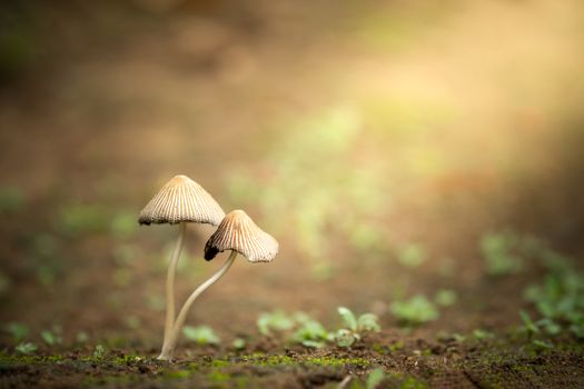 Poisonous mushroom and morning sunlight in tropical forest. Concept of beautiful killer.