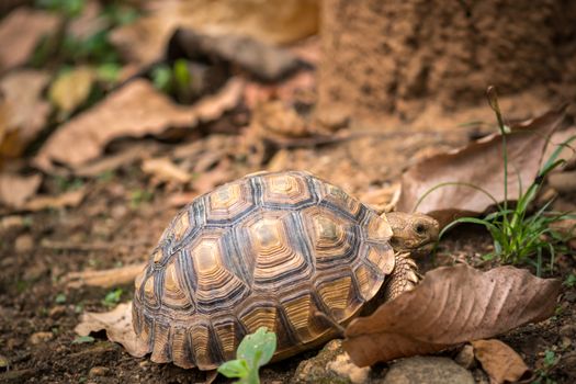 Turtle walks on the dry leaves in the forest. Concept of wildlife in the tropical forest.