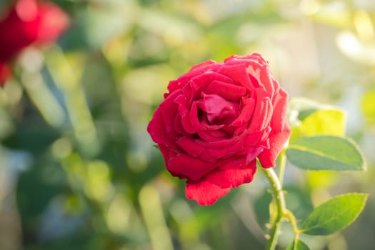 Roses in the garden, Roses are beautiful with a beautiful sunny day.