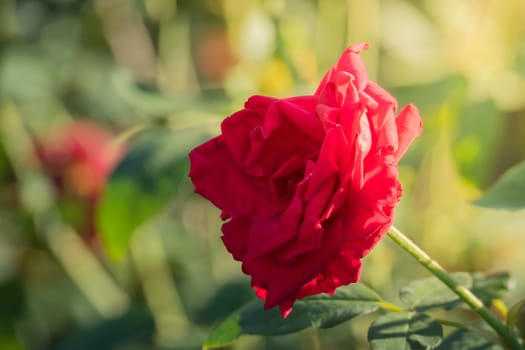 Roses in the garden, Roses are beautiful with a beautiful sunny day.