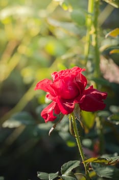 Roses in the garden, Roses are beautiful with a beautiful sunny day.