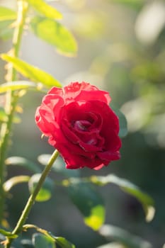 Roses in the garden, Roses are beautiful with a beautiful sunny day.