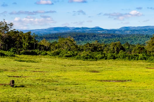 One buffalos grazing in a meadow at Aberdare Park in central Kenya