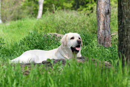 a yellow labrador sitting in the park