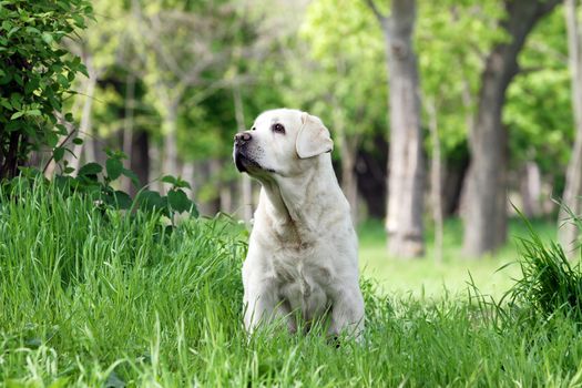 the yellow labrador sitting in the park