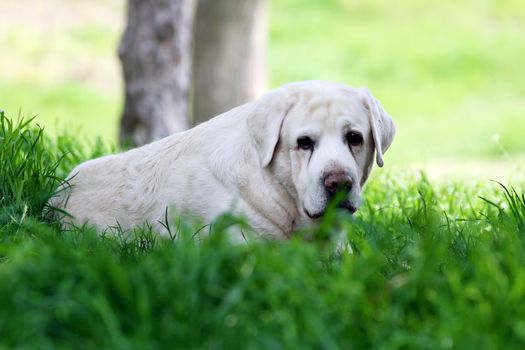 the sweet yellow labrador sitting in the park