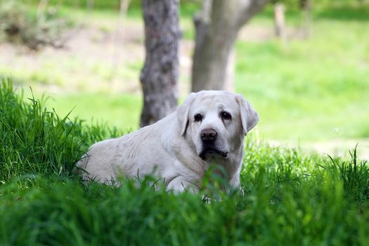a sweet yellow labrador sitting in the park