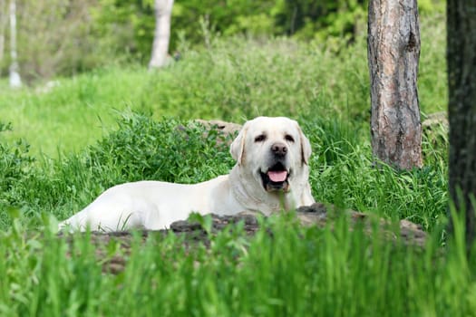 yellow labrador sitting in the park