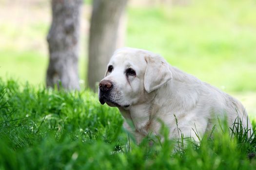 the cute sweet yellow labrador sitting in the park