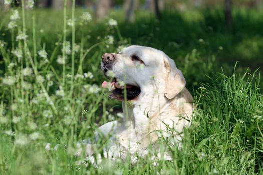 a cute sweet yellow labrador sitting in the park