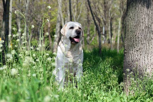 cute sweet yellow labrador sitting in the park