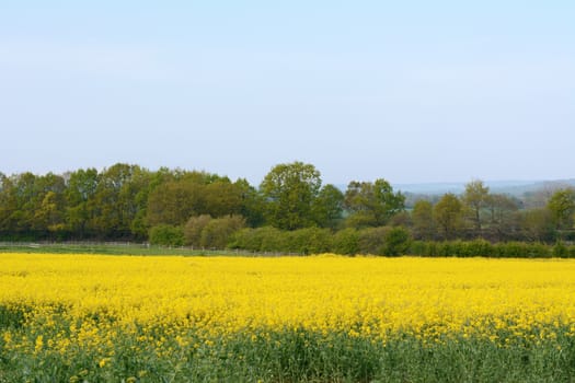 Bright yellow rapeseed in Kent, England, with leafy oak trees and a fenced paddock beyond
