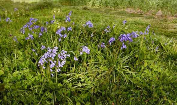 Patch of common bluebells grow in springtime among grass and weeds at the edge of a field